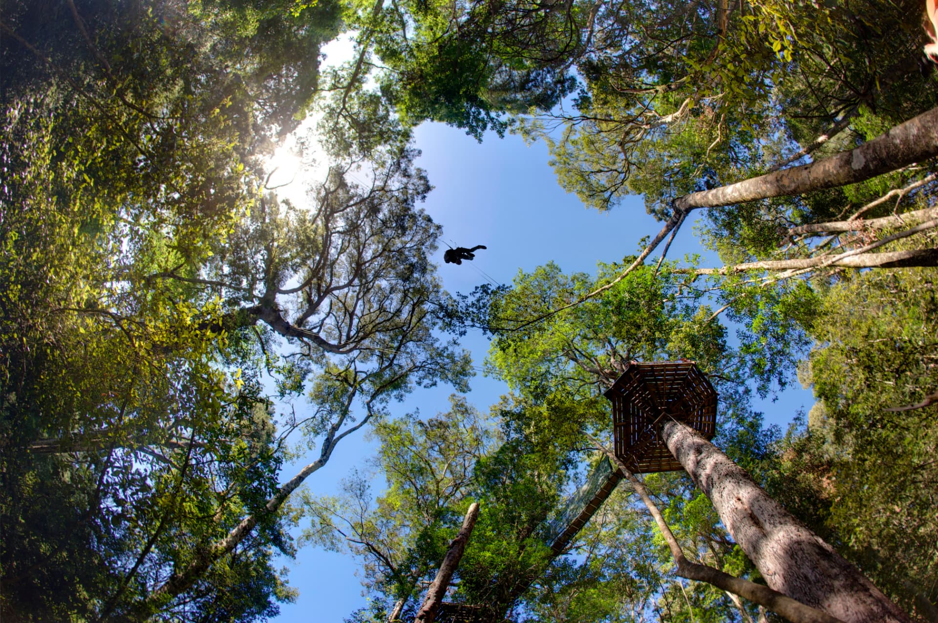Zipline platform and cables in a forest canopy